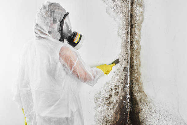 Best Residential Mold Removal  in Collins, MS