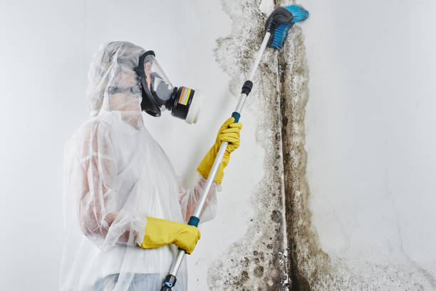 Best Best Mold Removal Companies  in Collins, MS