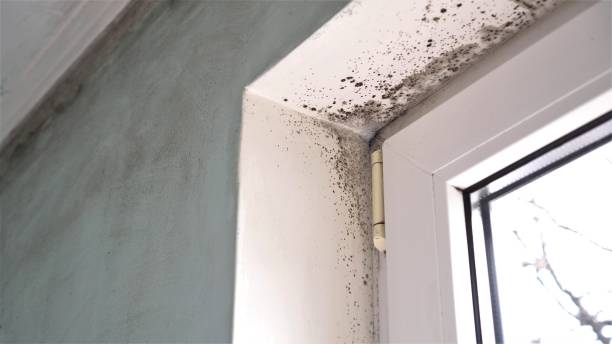 Mold Removal and Inspection in Collins, MS