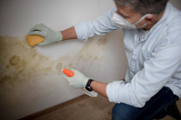 Best Home Mold Removal  in Collins, MS