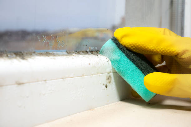 Trusted Collins, MS Mold Removal Experts