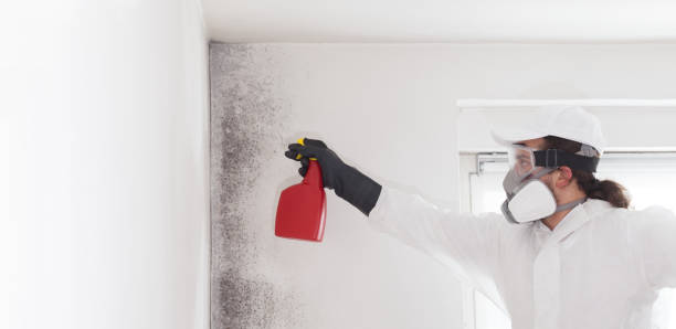 Best Mold Removal Company Near Me  in Collins, MS