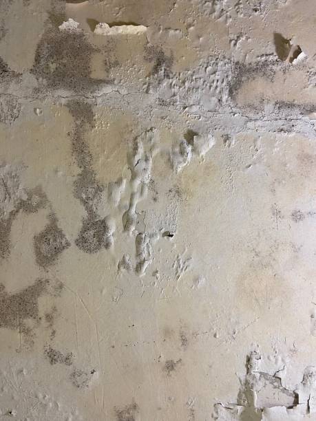 Best Professional Mold Removal  in Collins, MS