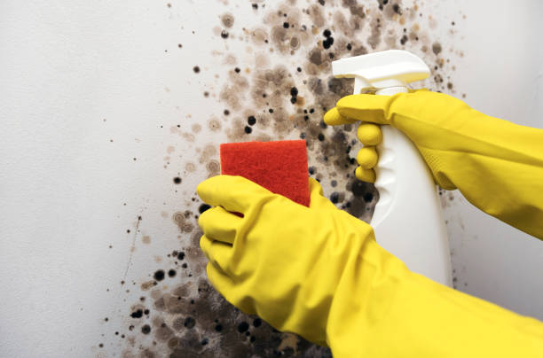 Best Mold Remediation  in Collins, MS