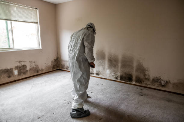 Best Fast Mold Removal  in Collins, MS