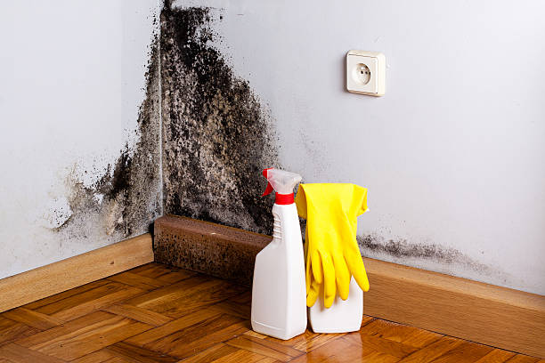 Best Mold Removal Specialists  in Collins, MS
