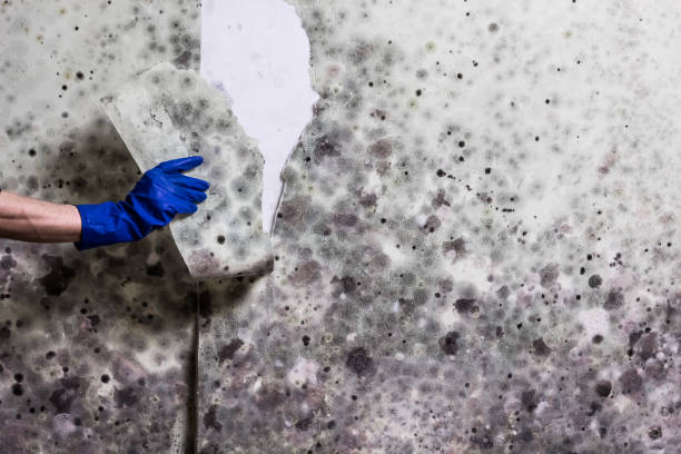 Best Local Mold Removal Service  in Collins, MS