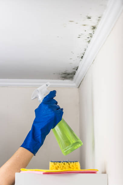 Attic Mold Removal in Collins, MS