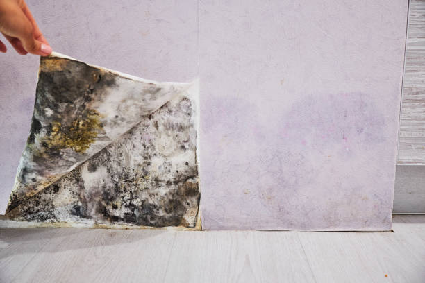 Best Mold Damage Repair  in Collins, MS
